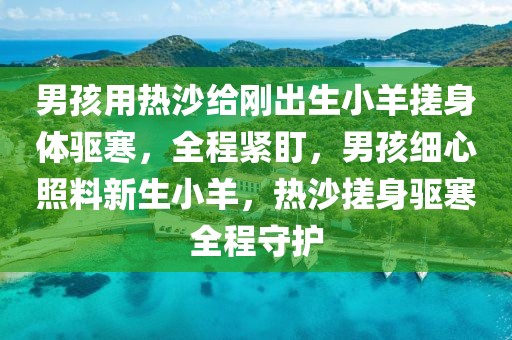 男孩用熱沙給剛出生小羊搓身體驅寒，全程緊盯，男孩細心照料新生小羊，熱沙搓身驅寒全程守護