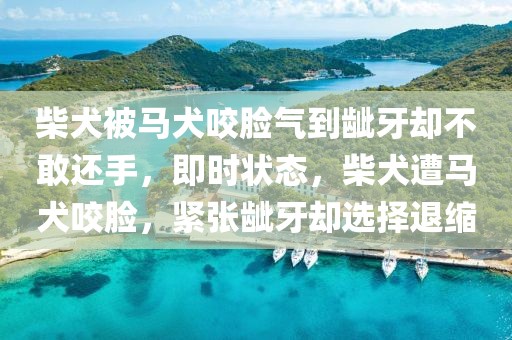 柴犬被馬犬咬臉氣到齜牙卻不敢還手，即時狀態，柴犬遭馬犬咬臉，緊張齜牙卻選擇退縮