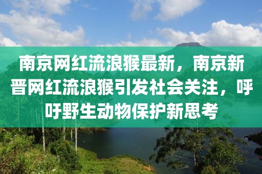 南京網紅流浪猴最新，南京新晉網紅流浪猴引發社會關注，呼吁野生動物保護新思考