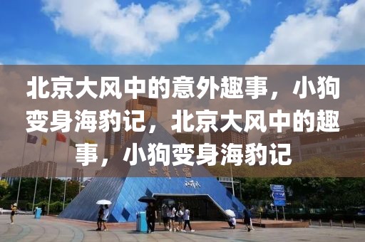 北京大風中的意外趣事，小狗變身海豹記，北京大風中的趣事，小狗變身海豹記