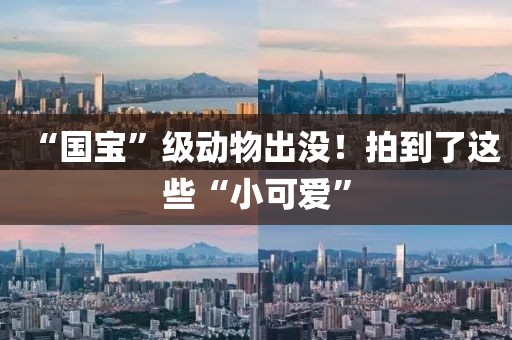“國寶”級動物出沒！拍到了這些“小可愛”
