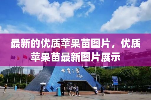 最新的優質蘋果苗圖片，優質蘋果苗最新圖片展示