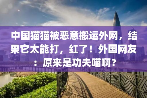 中國貓貓被惡意搬運外網，結果它太能打，紅了！外國網友：原來是功夫喵啊？