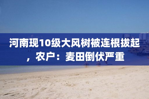 河南現10級大風樹被連根拔起，農戶：麥田倒伏嚴重